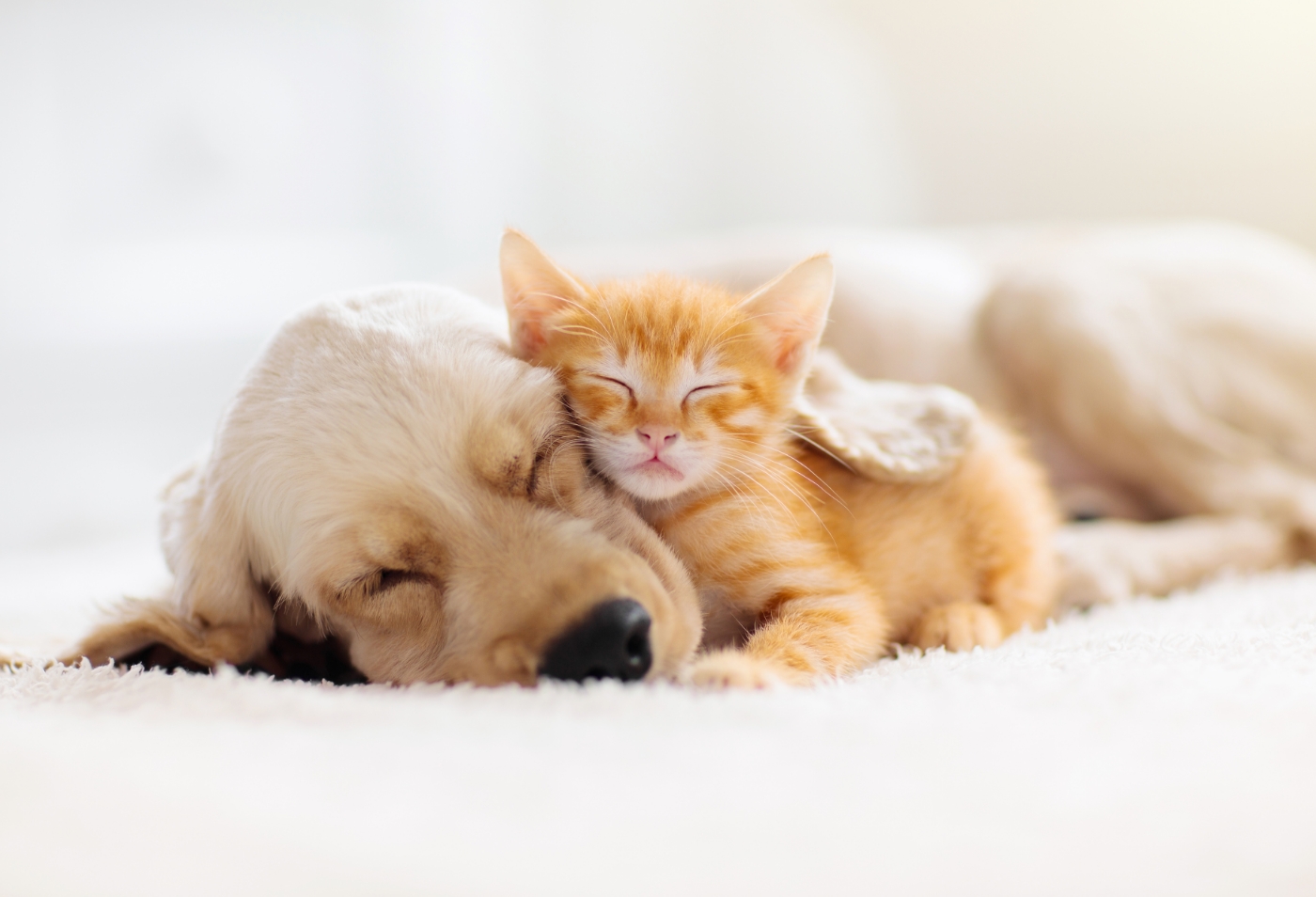 ペットの訪問火葬とは